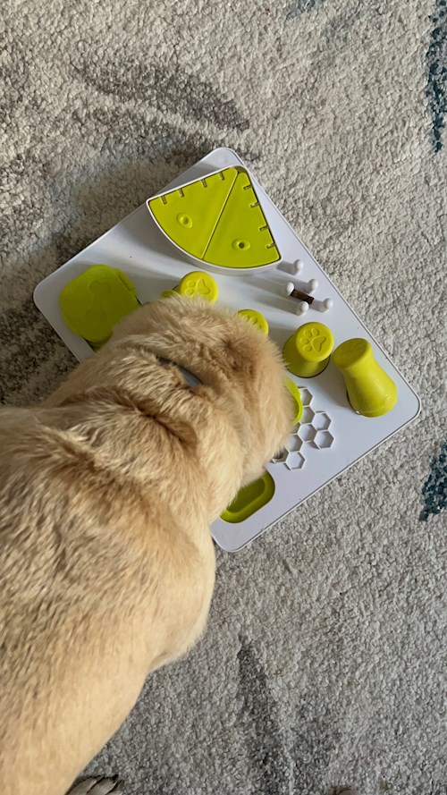 Oana- petsitter Iasi  or Pet nanny for dogs cats 