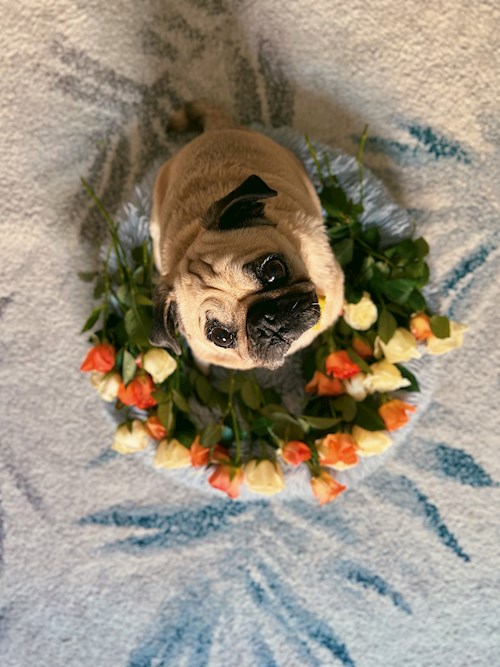 Oana- petsitter Iasi  or Pet nanny for dogs cats 