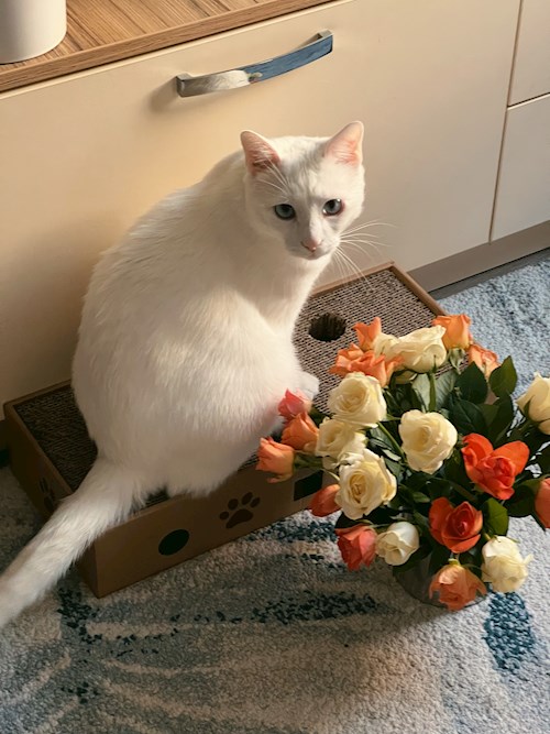 Oana- petsitter Iasi  or Pet nanny for dogs cats 