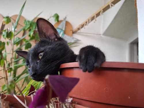 Ana- petsitter București vagy Állat szitter a cicák 