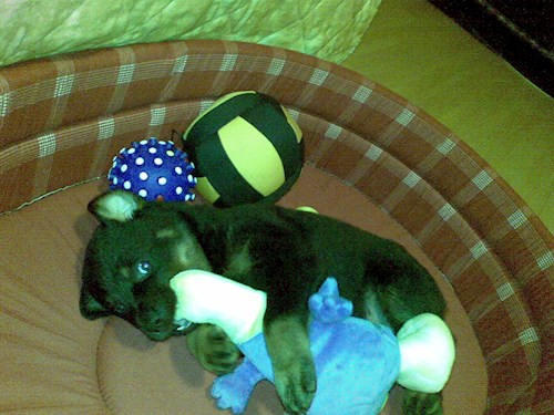 Elena- petsitter București vagy Állat szitter a kutyák cicák 