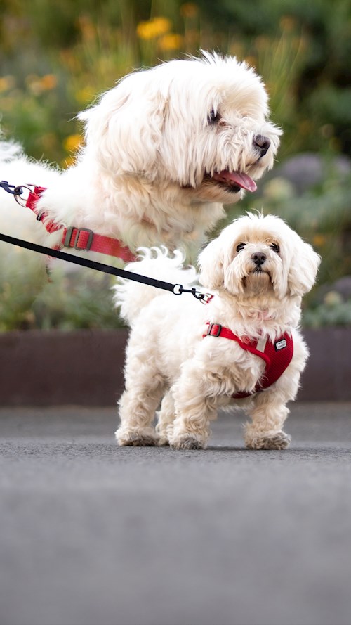 Harkai- petsitter București vagy Állat szitter a kutyák 