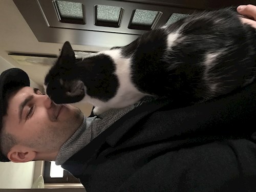 Patrintasu- petsitter Târgu Mureș vagy Állat szitter a kutyák cicák 