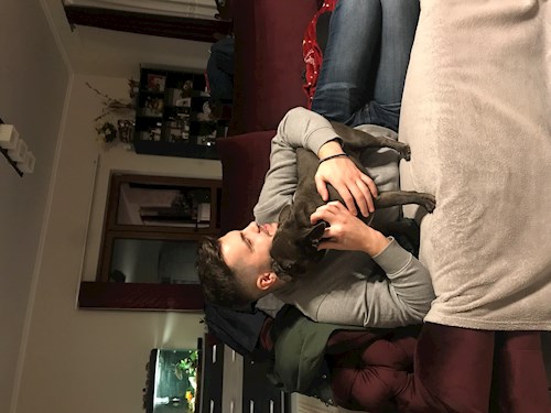 Patrintasu- petsitter Târgu Mureș vagy Állat szitter a kutyák cicák 