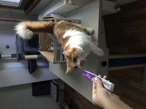 Patrintasu- petsitter Târgu Mureș vagy Állat szitter a kutyák cicák 