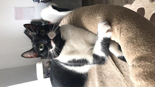 Patrintasu- petsitter Târgu Mureș vagy Állat szitter a kutyák cicák 