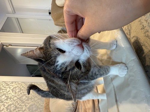 Patrintasu- petsitter Târgu Mureș vagy Állat szitter a kutyák cicák 