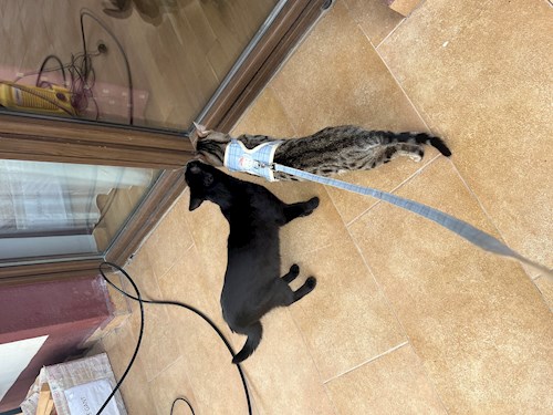 Alisa- petsitter Voluntari sau Bonă pentru animale pentru câini pisici 