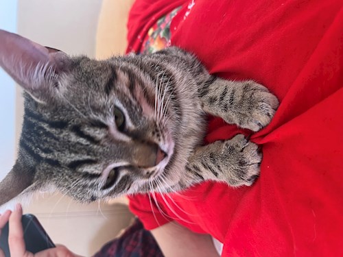 Alisa- petsitter Voluntari sau Bonă pentru animale pentru câini pisici 