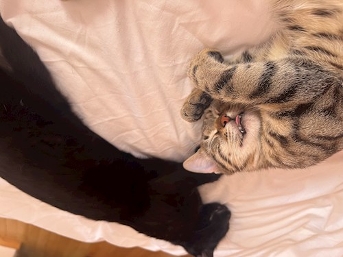 Alisa- petsitter Voluntari sau Bonă pentru animale pentru câini pisici 