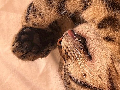 Alisa- petsitter Voluntari sau Bonă pentru animale pentru câini pisici 