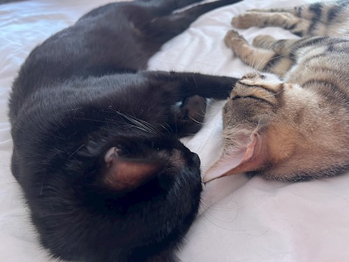 Alisa- petsitter Voluntari sau Bonă pentru animale pentru câini pisici 