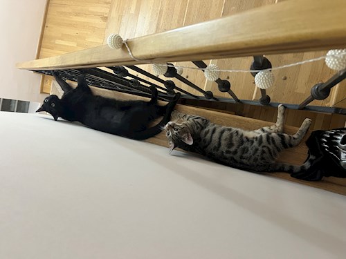 Alisa- petsitter Voluntari sau Bonă pentru animale pentru câini pisici 