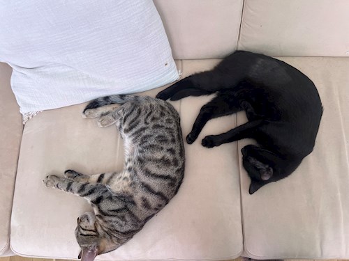 Alisa- petsitter Voluntari sau Bonă pentru animale pentru câini pisici 