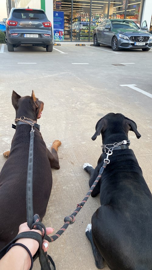 Saraev- petsitter Popești-Leordeni or Pet nanny for dogs cats 