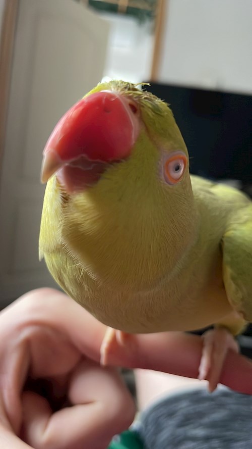 Memo- petsitter București sau Bonă pentru animale pentru câini pisici 