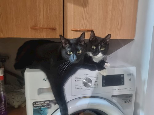 Memo- petsitter București sau Bonă pentru animale pentru câini pisici 