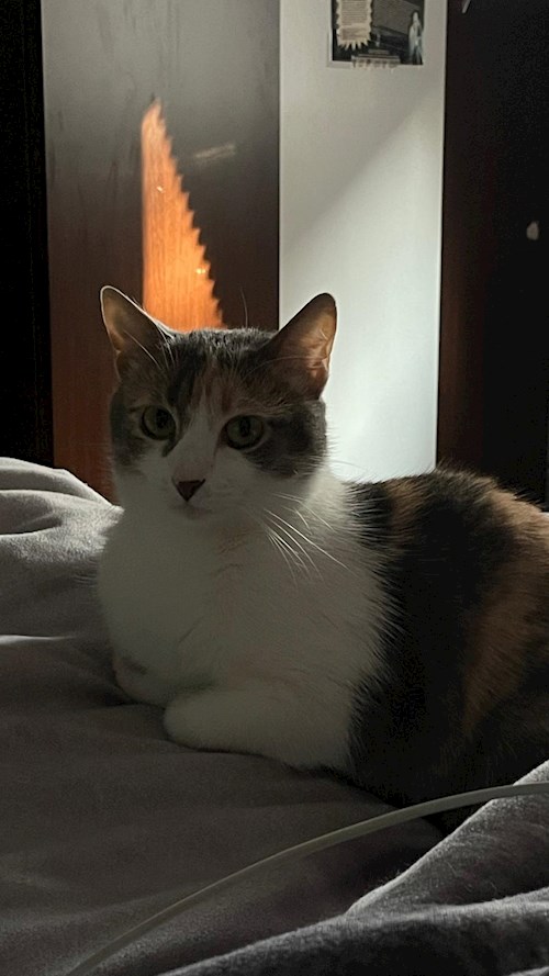 Memo- petsitter București sau Bonă pentru animale pentru câini pisici 