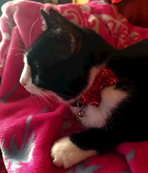 Memo- petsitter București sau Bonă pentru animale pentru câini pisici 