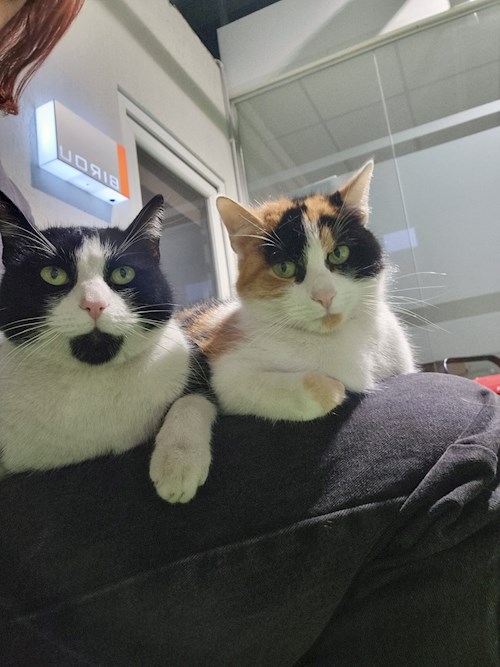 Memo- petsitter București sau Bonă pentru animale pentru câini pisici 