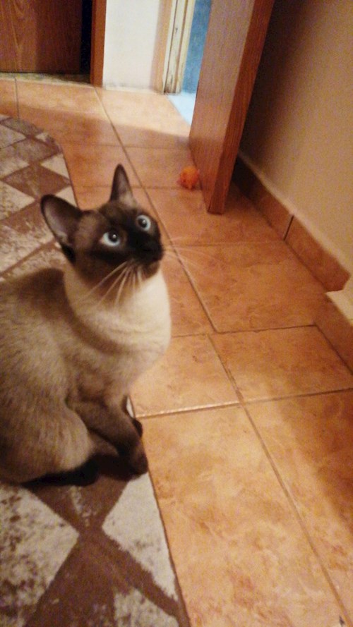 Memo- petsitter București sau Bonă pentru animale pentru câini pisici 