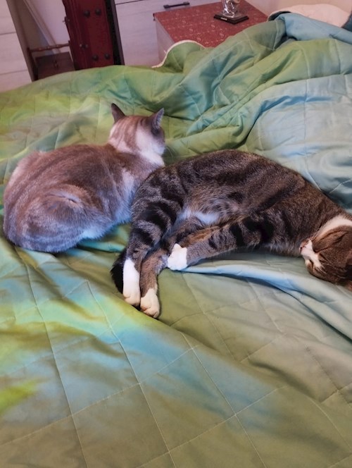 Memo- petsitter București sau Bonă pentru animale pentru câini pisici 