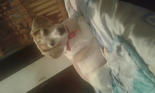 Memo- petsitter București sau Bonă pentru animale pentru câini pisici 