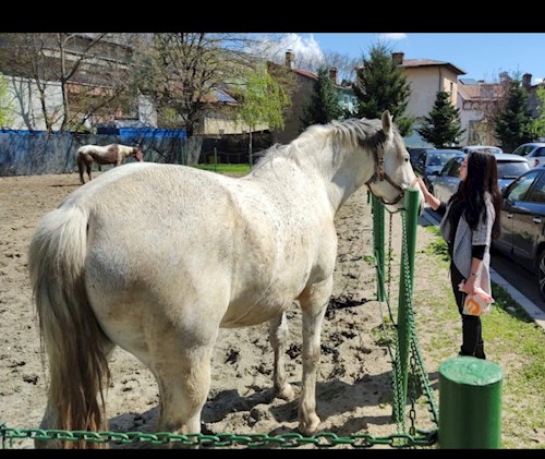 Bianca- petsitter București vagy Állat szitter a kutyák cicák 