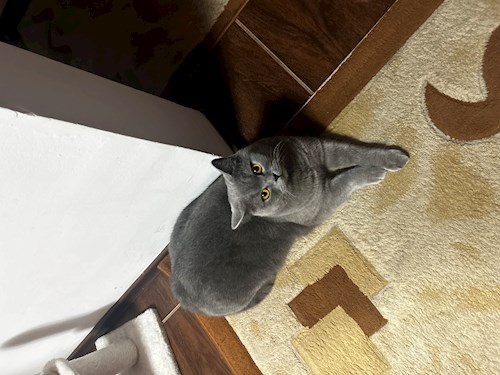 Drogeanu- petsitter București or Pet nanny for dogs cats 