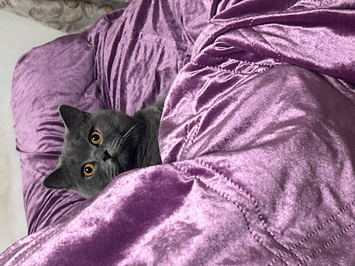 Drogeanu- petsitter București or Pet nanny for dogs cats 