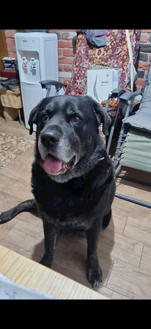 Bianca- petsitter București vagy Állat szitter a kutyák cicák 