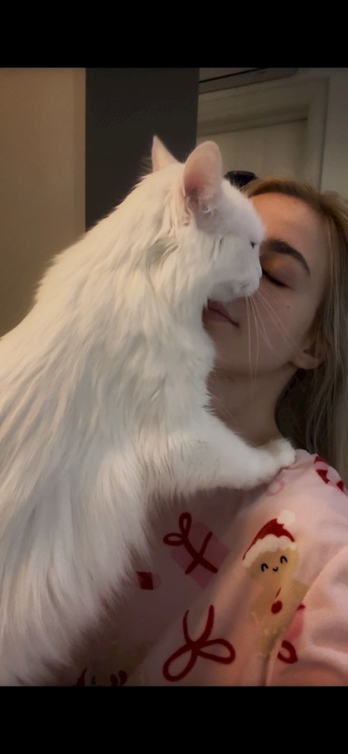 Culicovschi- petsitter Cluj-Napoca or Pet nanny for dogs cats 