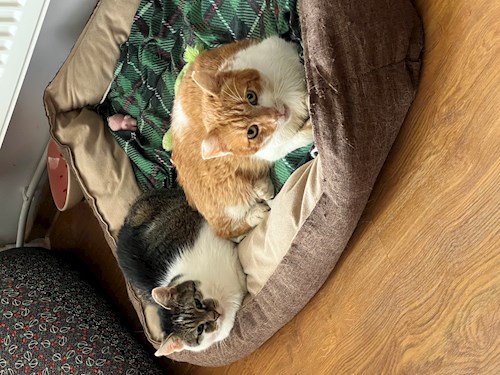 Mădălina- petsitter Cluj-Napoca or Pet nanny for dogs cats 
