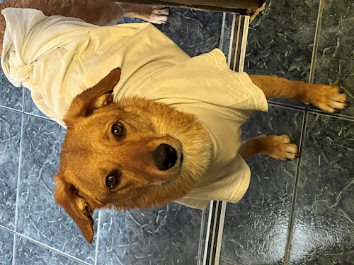 Mădălina- petsitter Cluj-Napoca or Pet nanny for dogs cats 