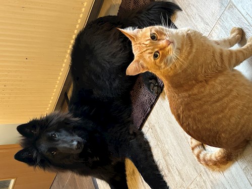 Neier- petsitter București or Pet nanny for dogs cats 