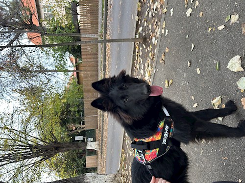 Neier- petsitter București or Pet nanny for dogs cats 