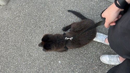 Neier- petsitter București or Pet nanny for dogs cats 