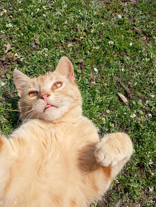 petsitter București sau Bonă pentru animale pentru Câini Pisici 