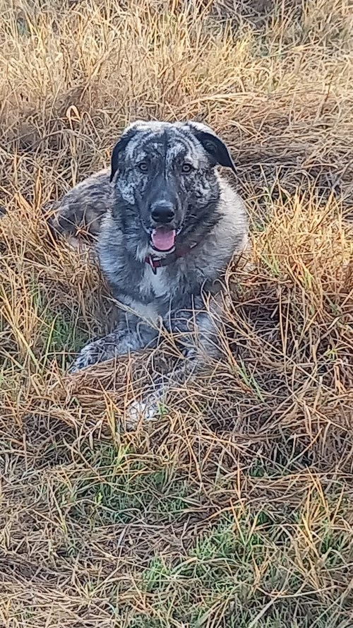 radu- petsitter București sau Bonă pentru animale pentru câini pisici 