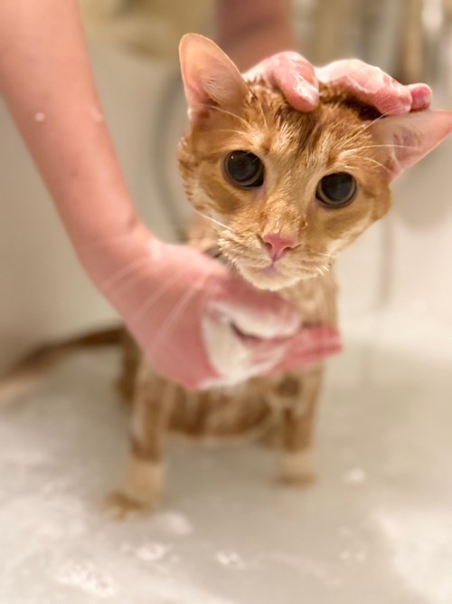 Roxana- petsitter Iași sau Bonă pentru animale pentru câini pisici 