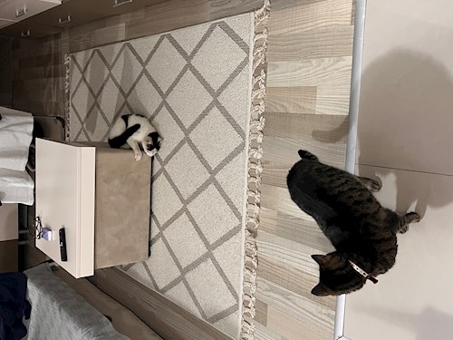 Roxana- petsitter Iași sau Bonă pentru animale pentru câini pisici 