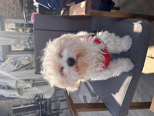 Roxana- petsitter Iași sau Bonă pentru animale pentru câini pisici 