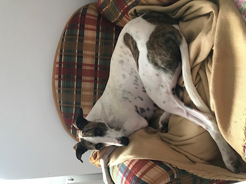 Daniela- petsitter București sau Bonă pentru animale pentru câini pisici 