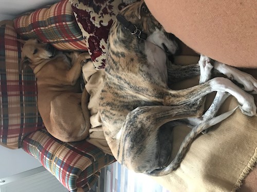 Daniela- petsitter București sau Bonă pentru animale pentru câini pisici 