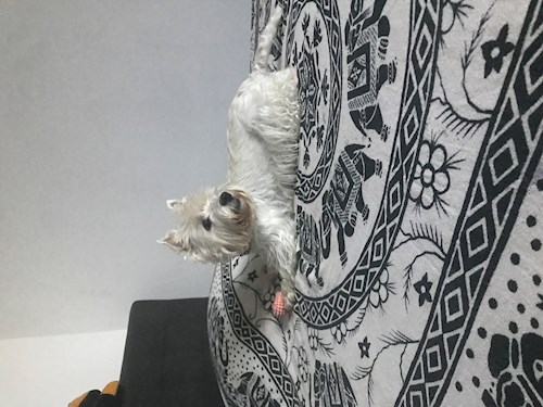 Daniela- petsitter București sau Bonă pentru animale pentru câini pisici 