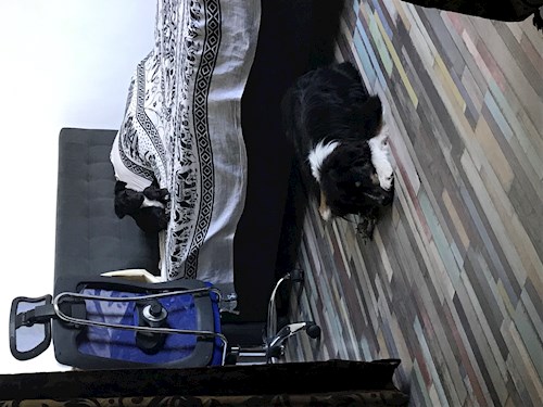 Daniela- petsitter București sau Bonă pentru animale pentru câini pisici 