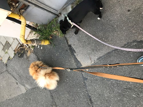 Daniela- petsitter București sau Bonă pentru animale pentru câini pisici 