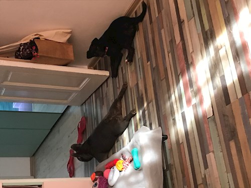 Daniela- petsitter București sau Bonă pentru animale pentru câini pisici 