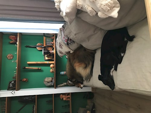 Daniela- petsitter București sau Bonă pentru animale pentru câini pisici 