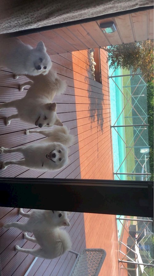 Bianca- petsitter Afumați sau Bonă pentru animale pentru câini pisici 